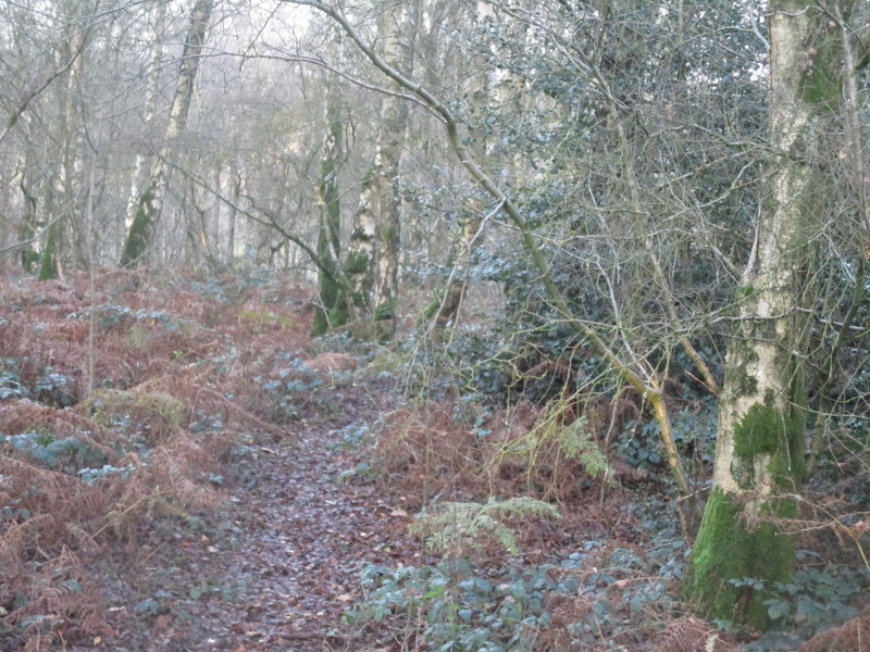 winter woods walk